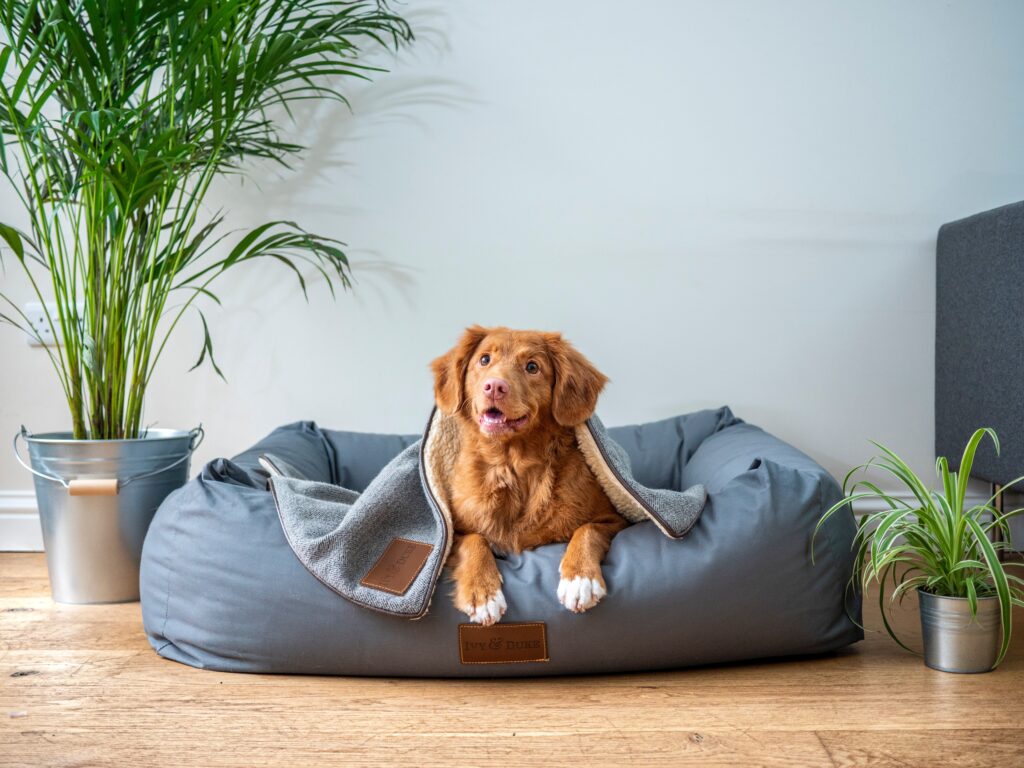 dog chilling inside a body corporate unit